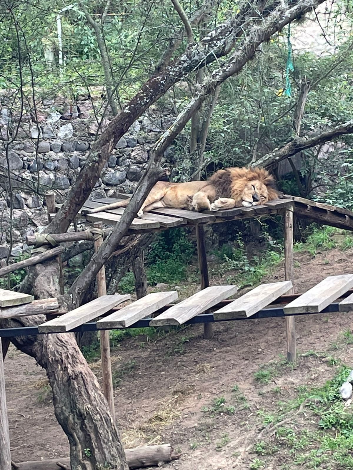 León