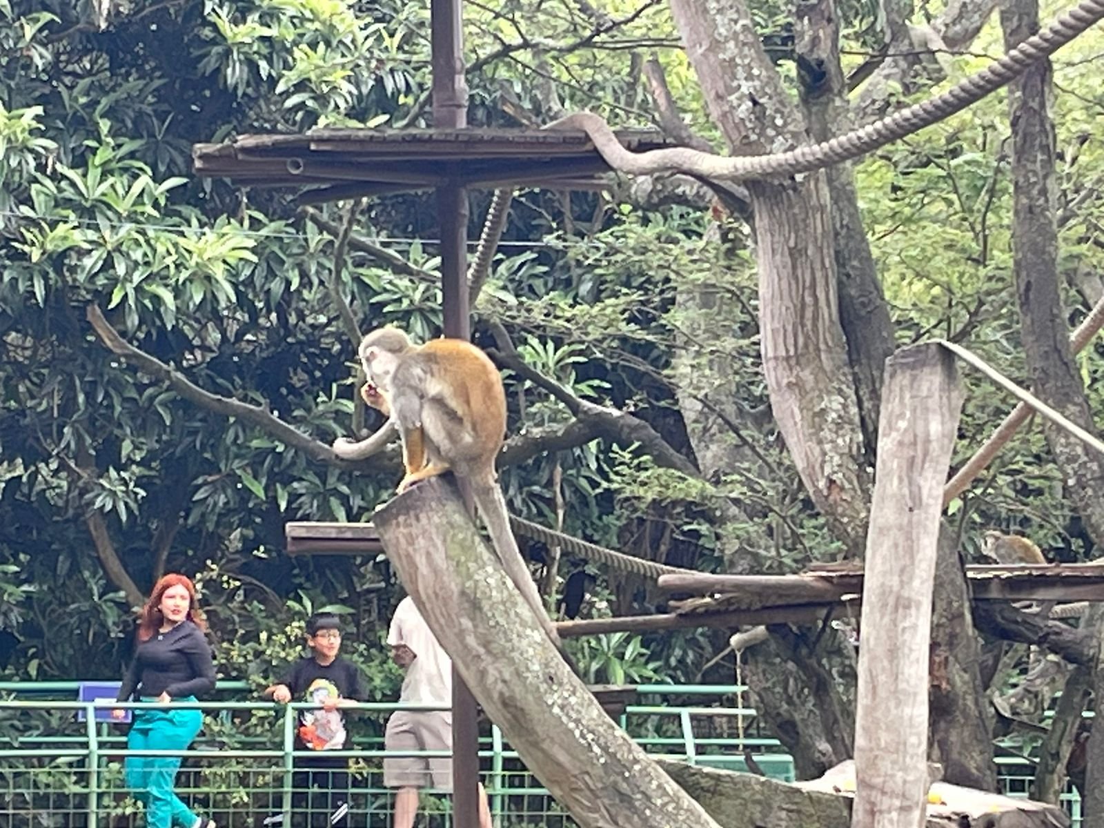 Monos